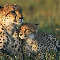 gepard