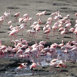 tansania_sansibar_2015_10