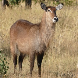 tansania_sansibar_2015_111