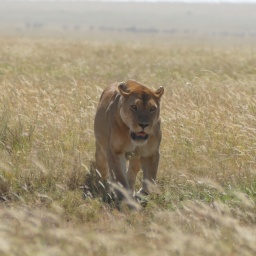 tansania_sansibar_2015_116