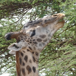 tansania_sansibar_2015_123