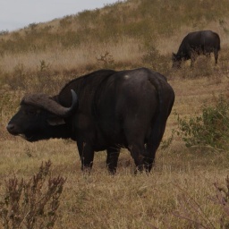 tansania_sansibar_2015_135