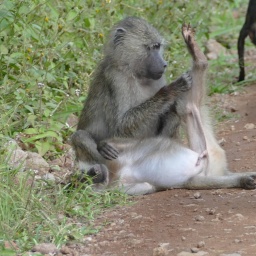 tansania_sansibar_2015_14