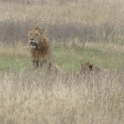 tansania_sansibar_2015_148