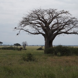 tansania_sansibar_2015_17