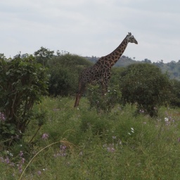 tansania_sansibar_2015_22