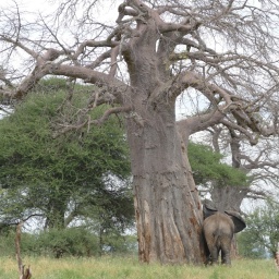 tansania_sansibar_2015_23