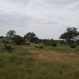 tansania_sansibar_2015_24