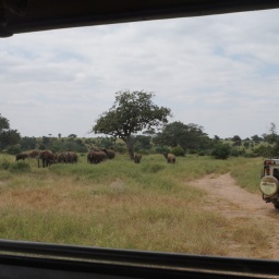 tansania_sansibar_2015_25