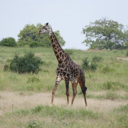 tansania_sansibar_2015_30