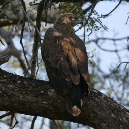 tansania_sansibar_2015_37