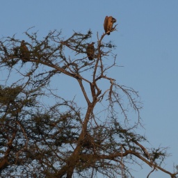 tansania_sansibar_2015_39