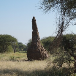 tansania_sansibar_2015_46