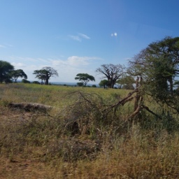 tansania_sansibar_2015_50