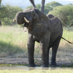 tansania_sansibar_2015_54