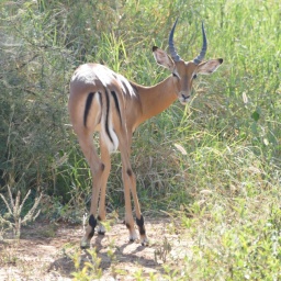 tansania_sansibar_2015_55