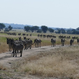 tansania_sansibar_2015_58