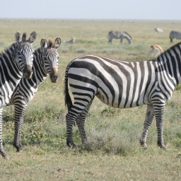 tansania_sansibar_2015_69