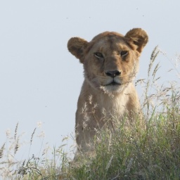 tansania_sansibar_2015_72