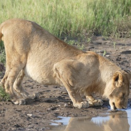 tansania_sansibar_2015_73