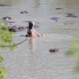 tansania_sansibar_2015_84