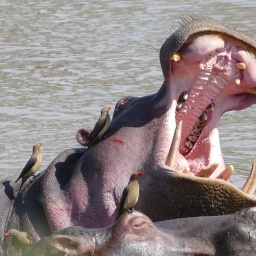 tansania_sansibar_2015_85