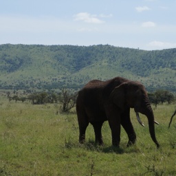 tansania_sansibar_2015_87