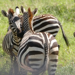 tansania_sansibar_2015_89