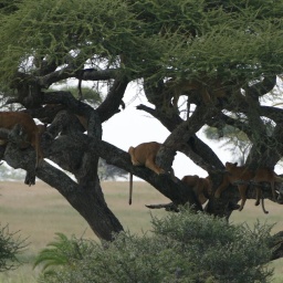 tansania_sansibar_2015_93