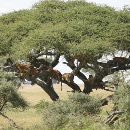 tansania_sansibar_2015_95