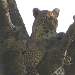 tansania_sansibar_2015_99