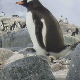 pinguin