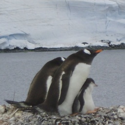 pinguine2