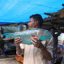 indien_sueden_ceylon32