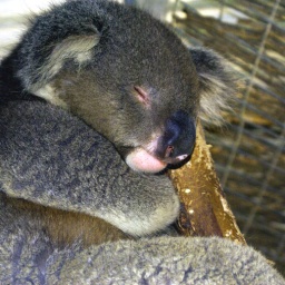 koala-3