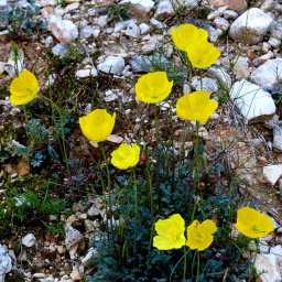 almbluetewanderung_2013_16