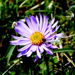 almbluetewanderung_2013_18