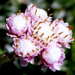 almbluetewanderung_2013_19