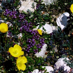 almbluetewanderung_2013_20