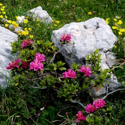 almbluetewanderung_2013_51