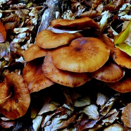 toerggelewanderung_2015_2