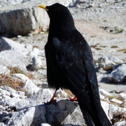 steinwanderung_2014_36