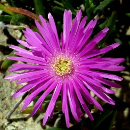 wanderwoche_cres_2015_28