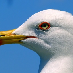 wanderwoche_cres_2015_36