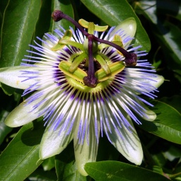 wanderwoche_cres_2015_41