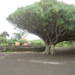 azoren_rundreise_2010_23