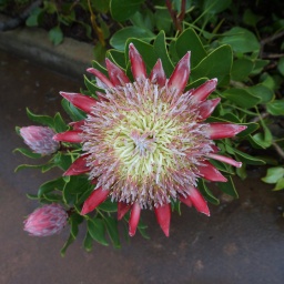 rundreise_kanaren_2016_53