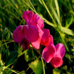 ungarn_wanderreise_20