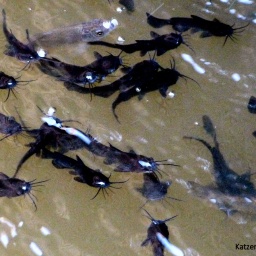 ungarn_wanderreise_23