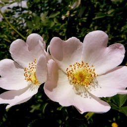 wanderreise_hortobagy_25